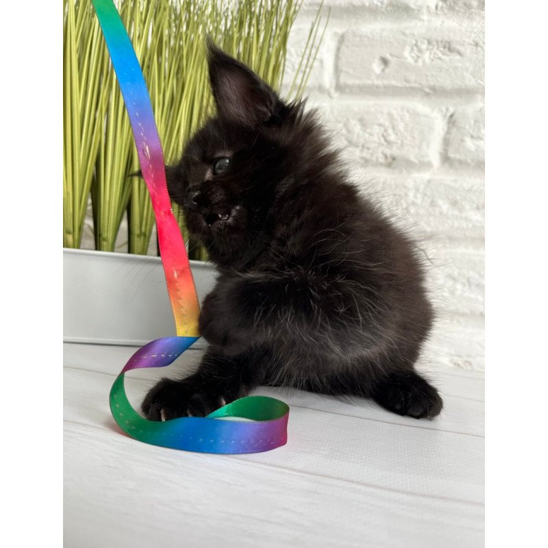 Maine Coon Julie