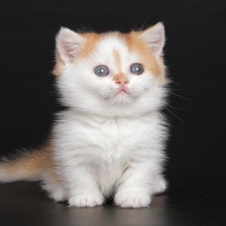 Munchkin Velcro