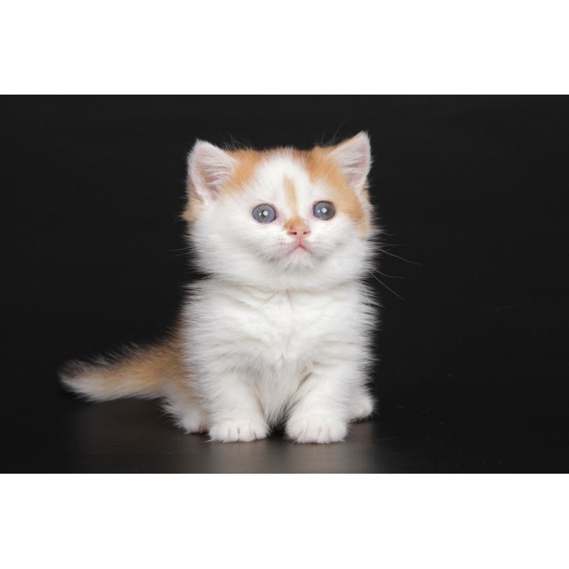 Munchkin Velcro