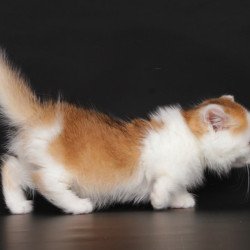 Munchkin Velcro