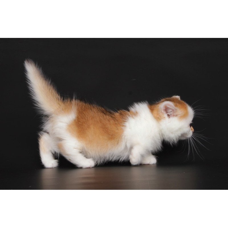 Munchkin Velcro
