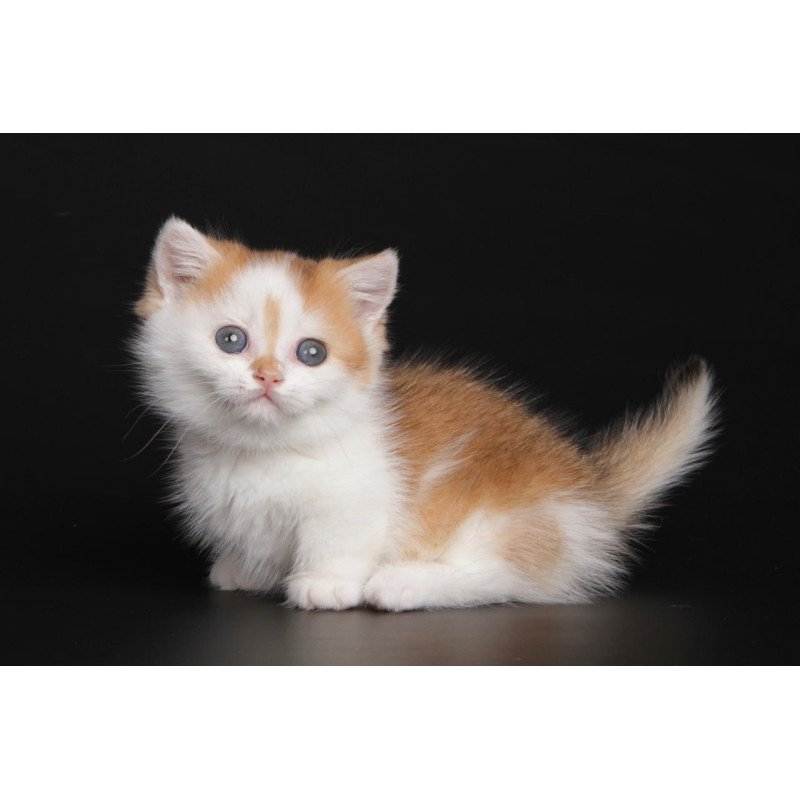 Munchkin Velcro