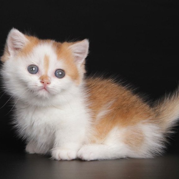 Munchkin Velcro