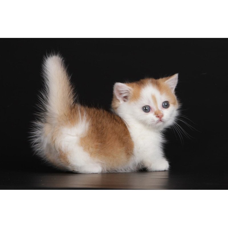 Munchkin Velcro