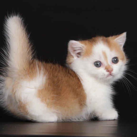 Munchkin Velcro