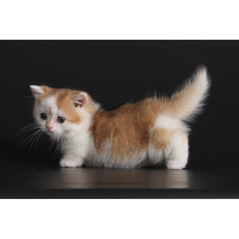Munchkin Velcro