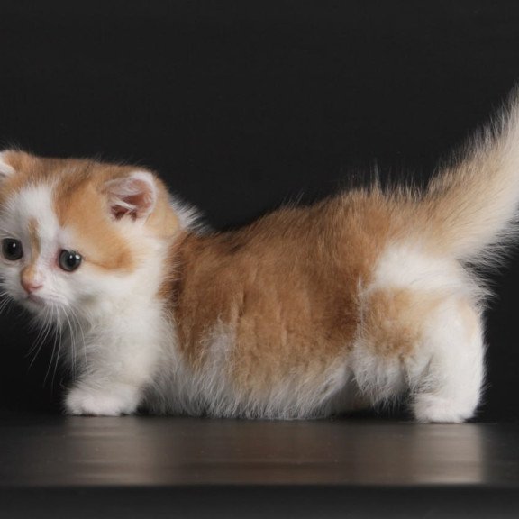 Munchkin Velcro