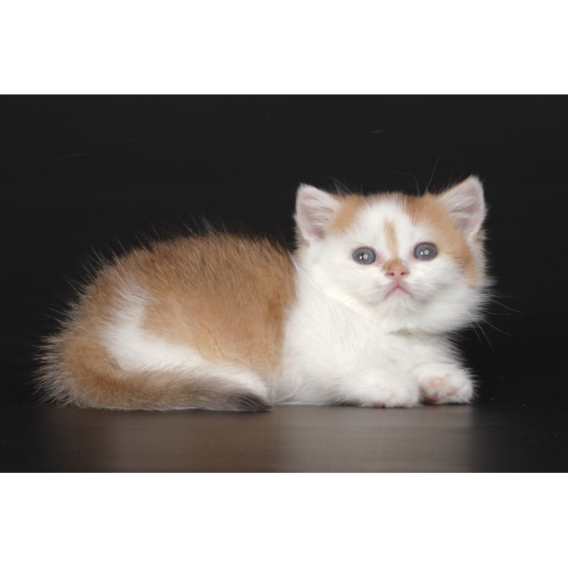 Munchkin Velcro