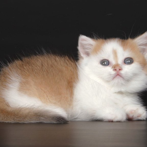 Munchkin Velcro