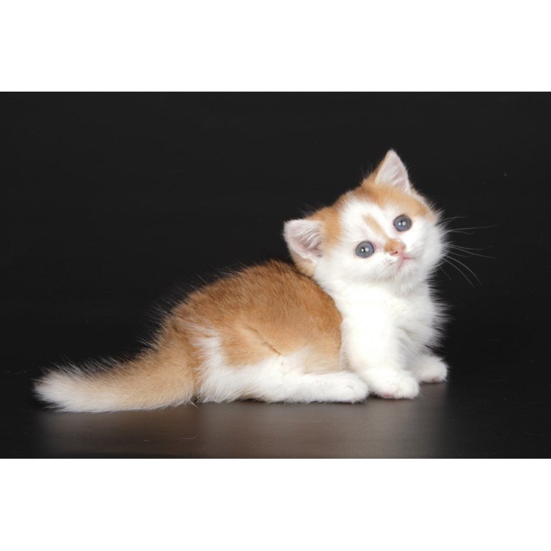 Munchkin Velcro