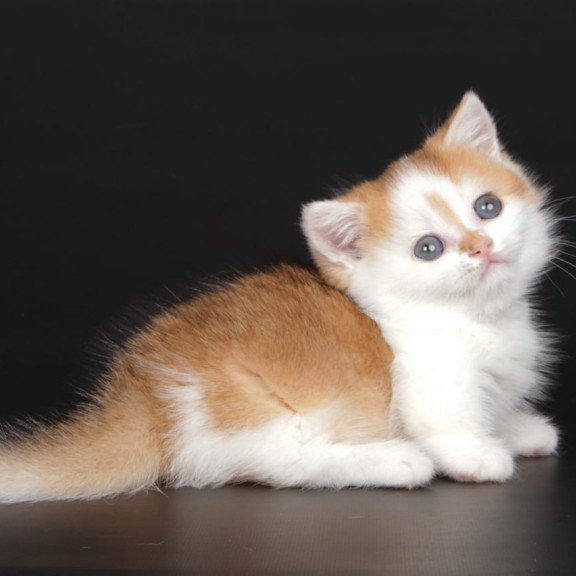Munchkin Velcro