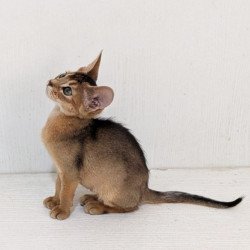 Abyssinian Gerda
