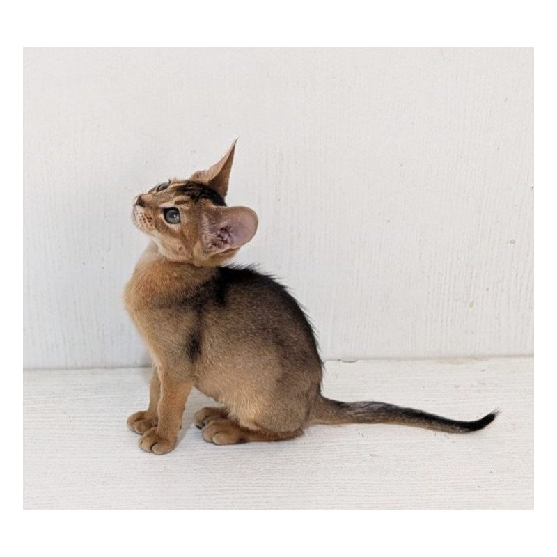 Abyssinian Gerda