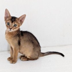 Abyssinian Gerda