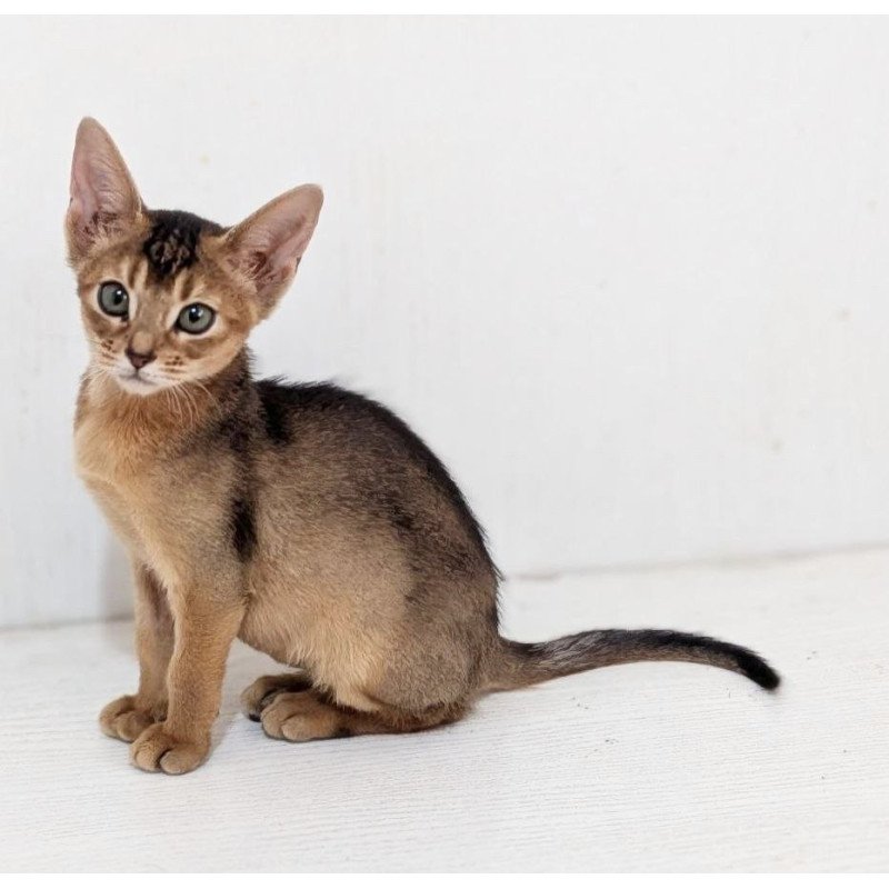 Abyssinian Gerda