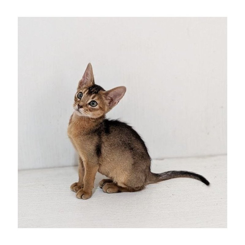 Abyssinian Gerda