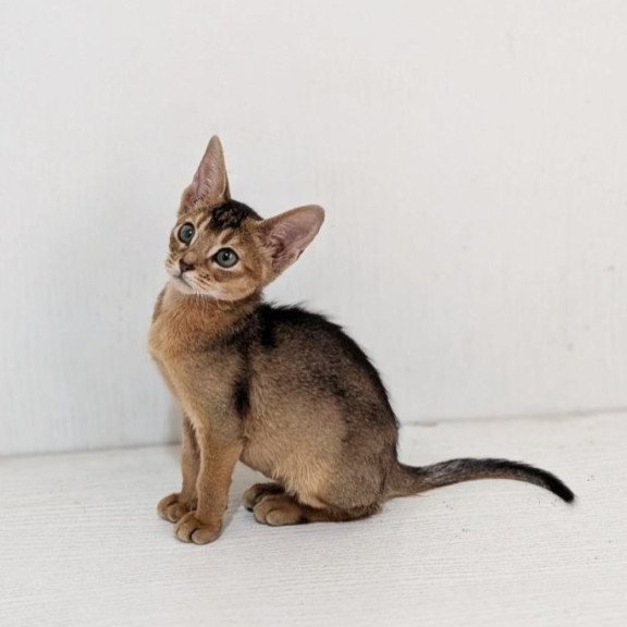 Abyssinian Gerda