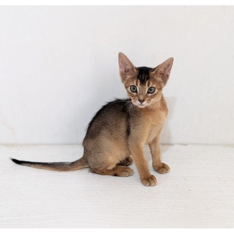 Abyssinian Gerda