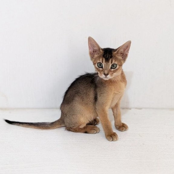 Abyssinian Gerda