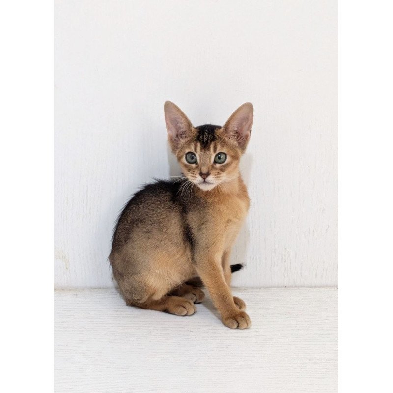 Abyssinian Gerda