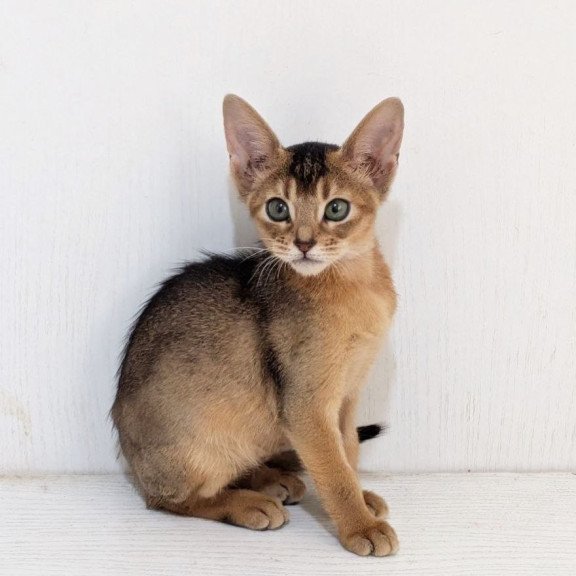 Abyssinian Gerda