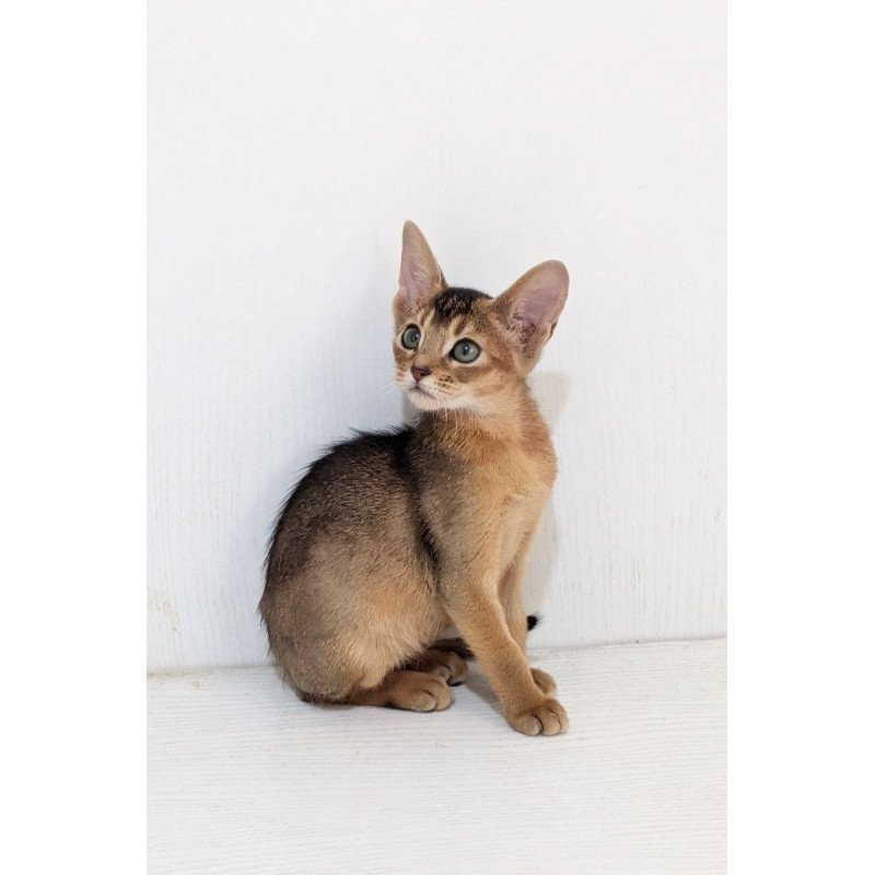 Abyssinian Gerda
