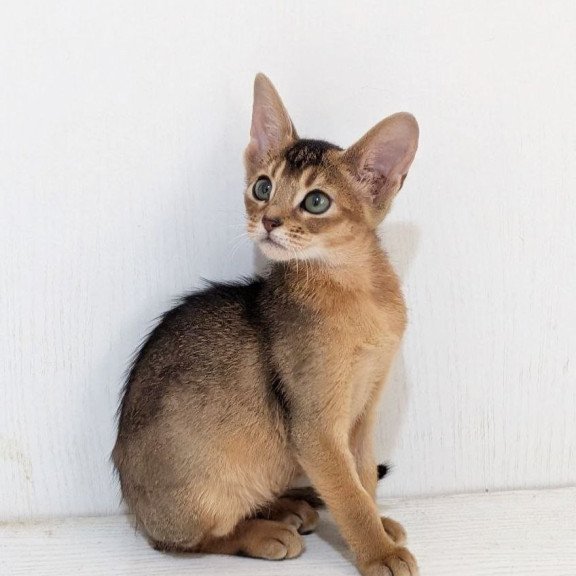 Abyssinian Gerda