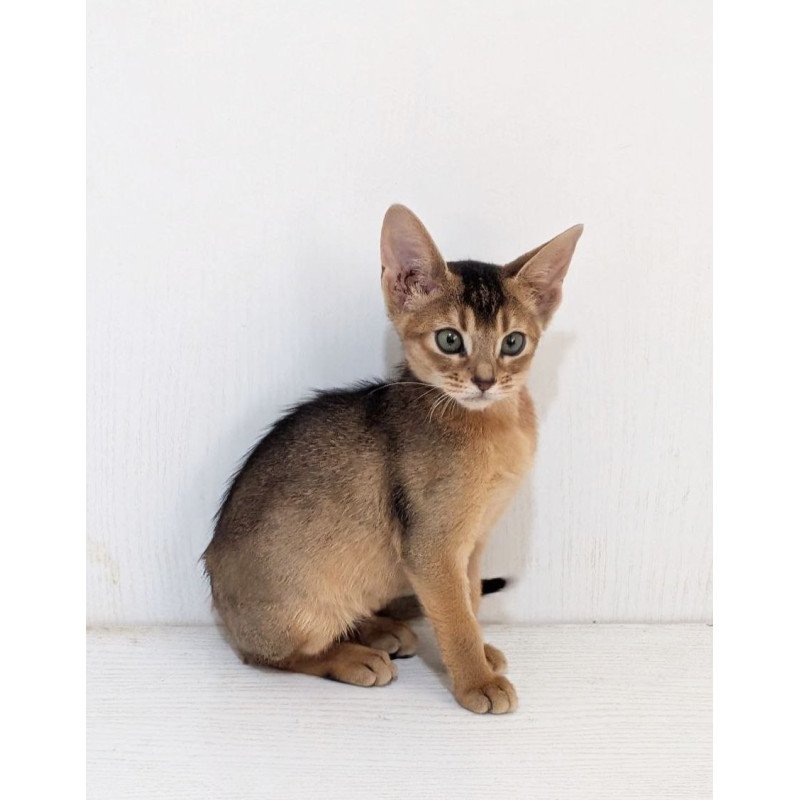 Abyssinian Gerda