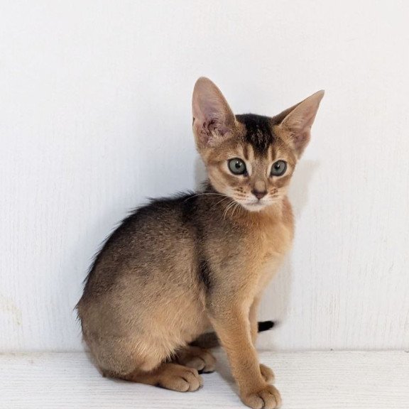 Abyssinian Gerda
