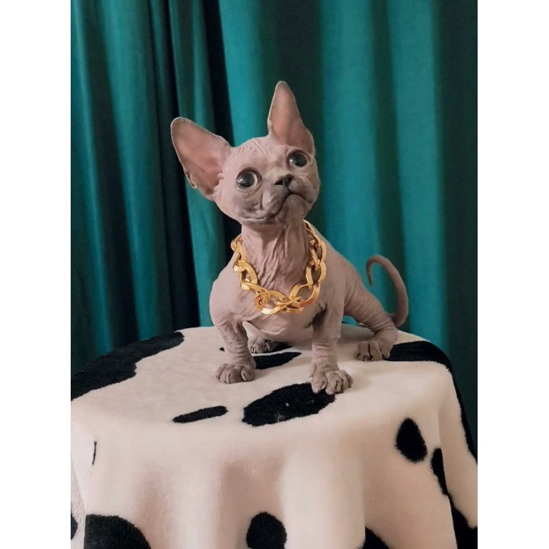 Bambino Rocky