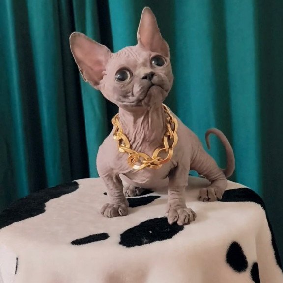 Bambino Rocky
