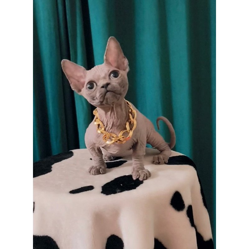 Bambino Rocky