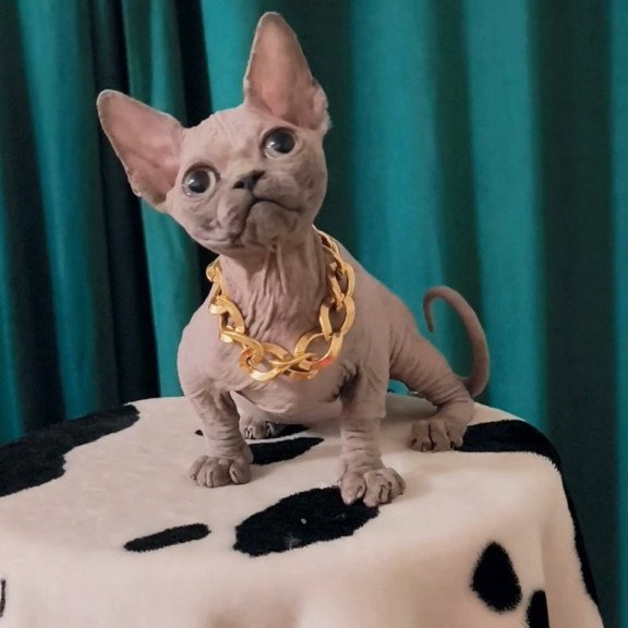 Bambino Rocky