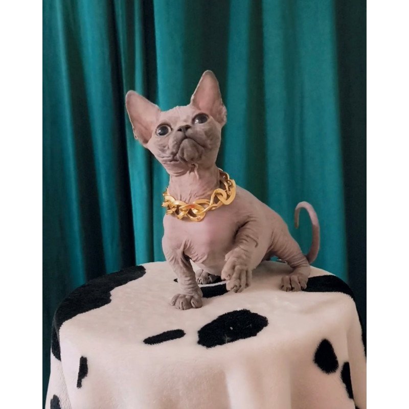 Bambino Rocky