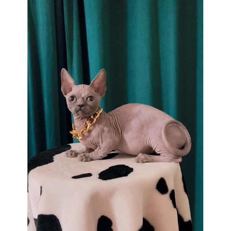 Bambino Rocky