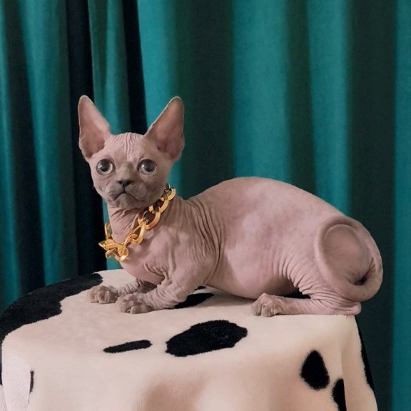 Bambino Rocky