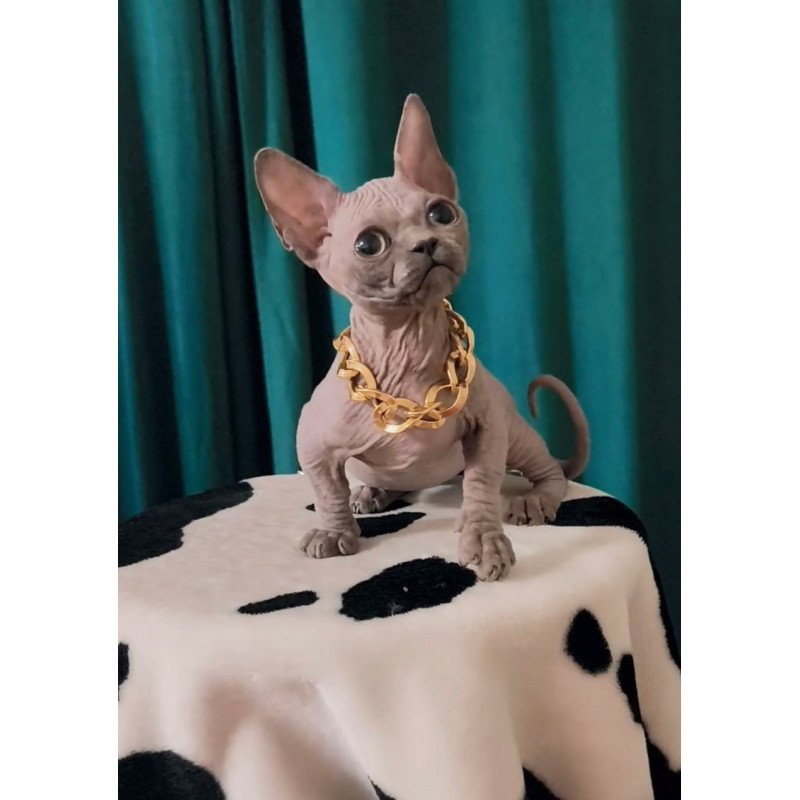 Bambino Rocky