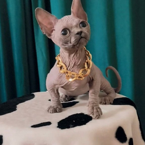 Bambino Rocky