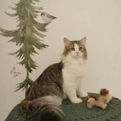 Siberian REZ Chocolate
