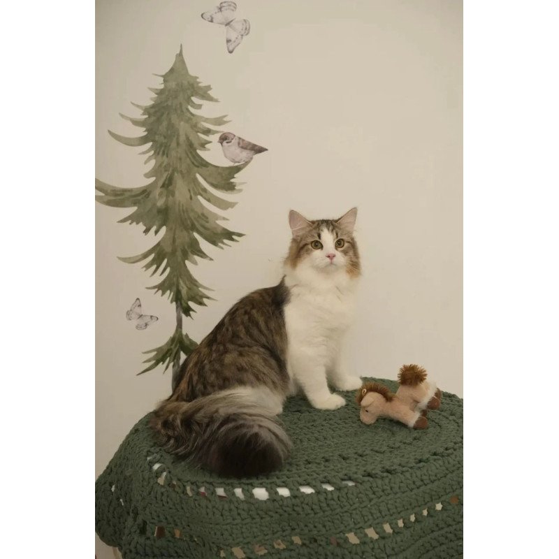 Siberian REZ Chocolate
