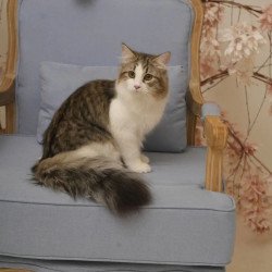 Siberian REZ Chocolate