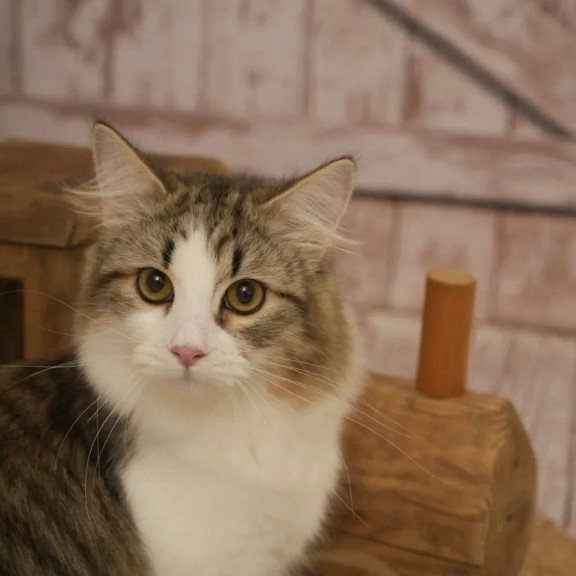 Siberian REZ Chocolate