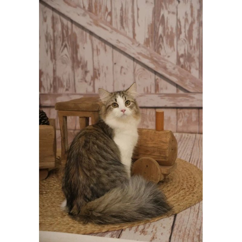 Siberian REZ Chocolate