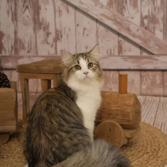 Siberian REZ Chocolate