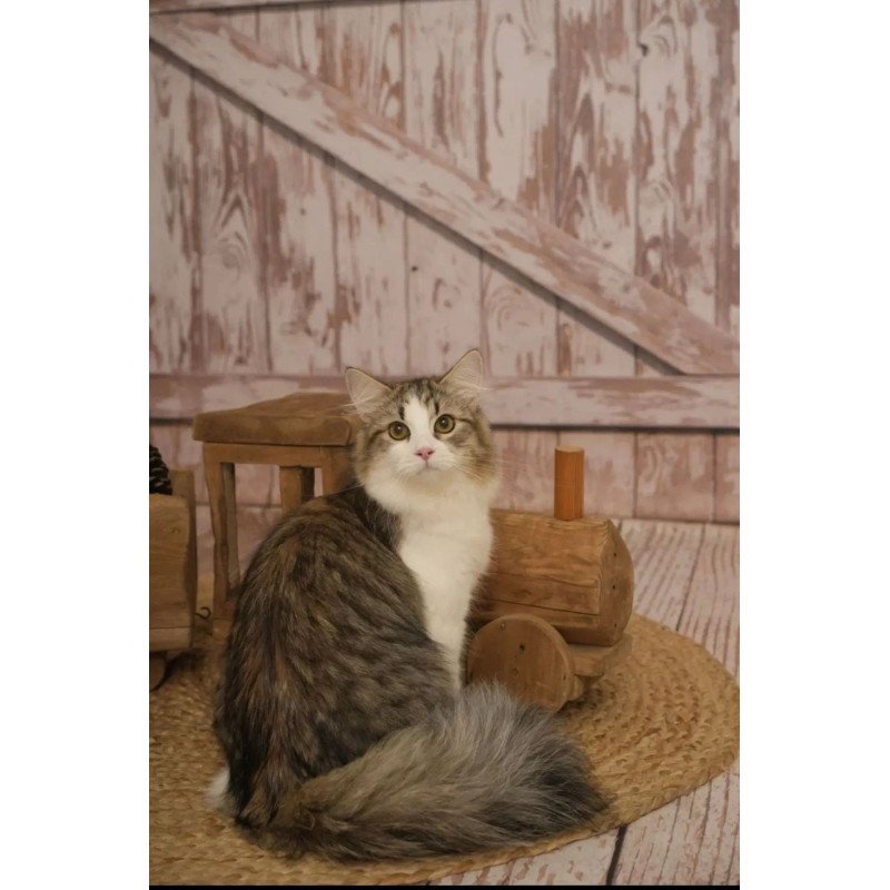 Siberian REZ Chocolate