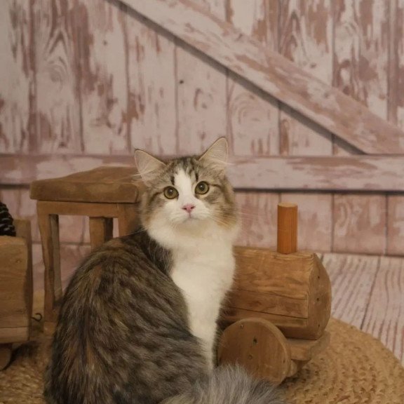 Siberian REZ Chocolate