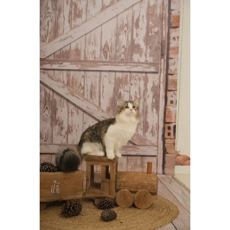 Siberian REZ Chocolate