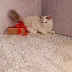 Siberian REZ Laska