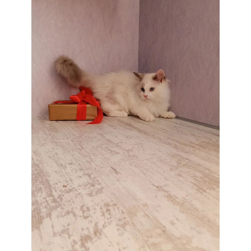 Siberian REZ Laska