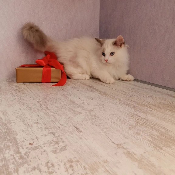 Siberian REZ Laska